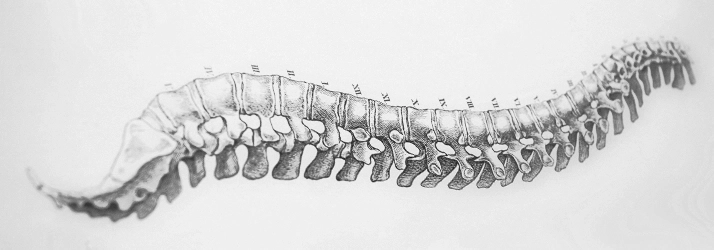 Chiropractic Greenville PA Grey Spine Drawing